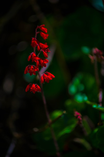 Les plus belles plantes fleuries du printemps