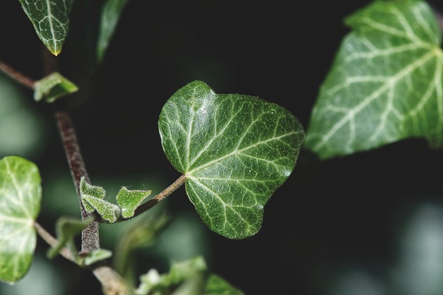 Belle et forte : le lierre est une belle plante d'intérieur souvent négligée