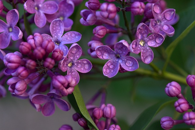 Lilas: conseils utiles pour cultiver une plante très parfumée avec une couleur incomparable