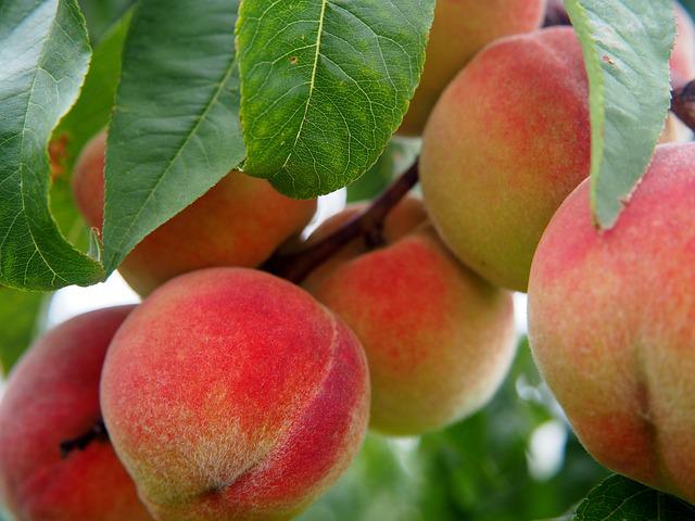 Petit jardin? Découvrez les petits arbres que vous pourriez faire pousser