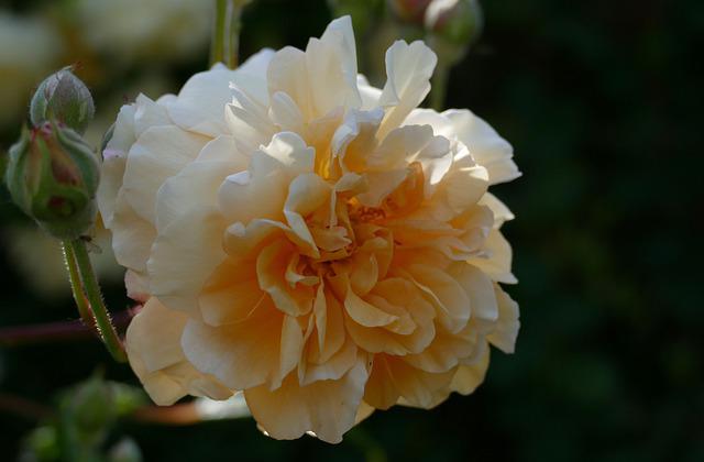 Superbes Reines du Jardin : Découvrez cinq roses vigoureuses et faciles à cultiver !