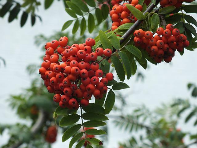 Petit jardin? Découvrez les petits arbres que vous pourriez faire pousser