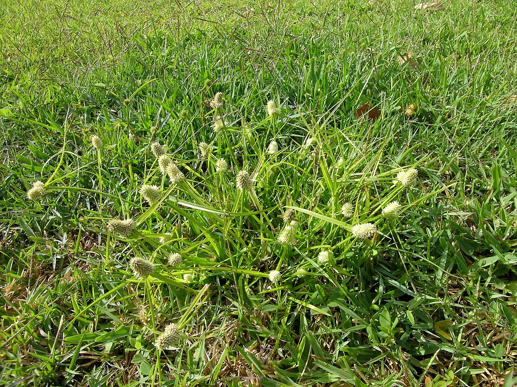 Vous souhaitez vous débarrasser des mauvaises herbes de votre pelouse sans produits chimiques ? Essayez le sucre !