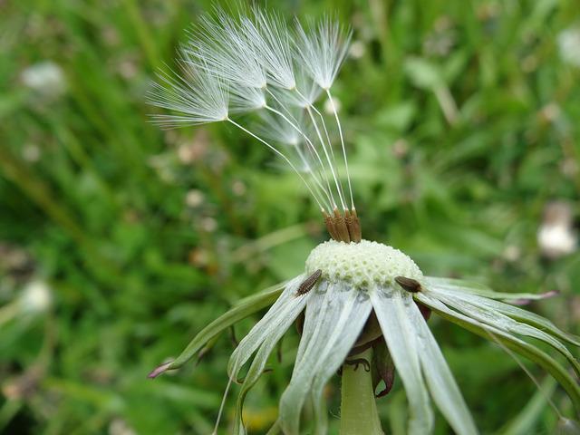 Mauvaises herbes comestibles : 10 herbes sauvages à récolter et à manger