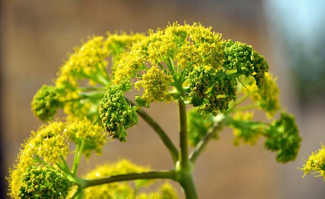 Fenouil sauvage (Foeniculum sylvestre)