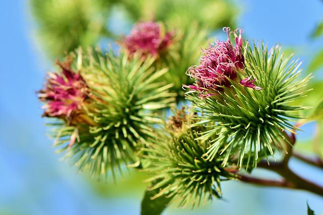 Mauvaises herbes comestibles : 10 herbes sauvages à récolter et à manger