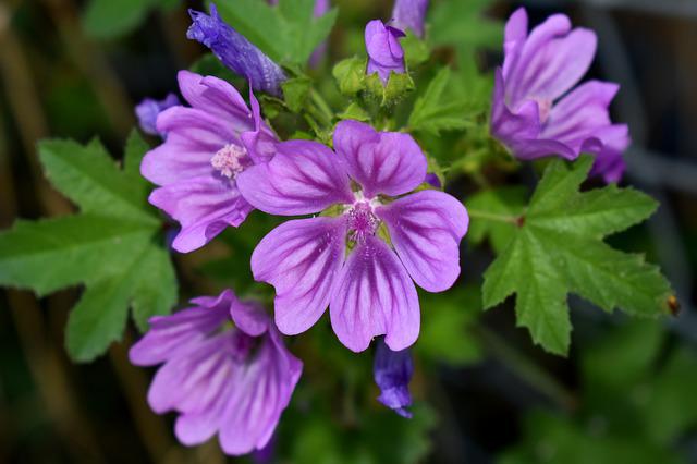 Mauve ( Malva sylvestris)