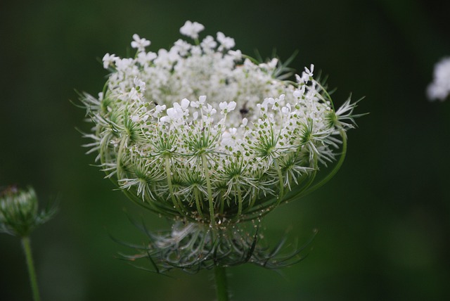 Mauvaises herbes comestibles : 10 herbes sauvages à récolter et à manger