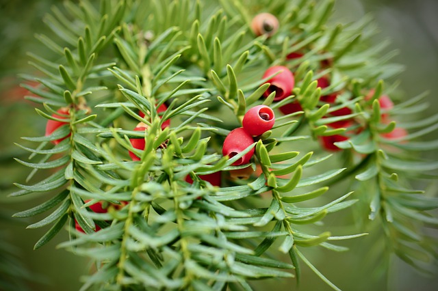 Les 10 plantes les plus toxiques