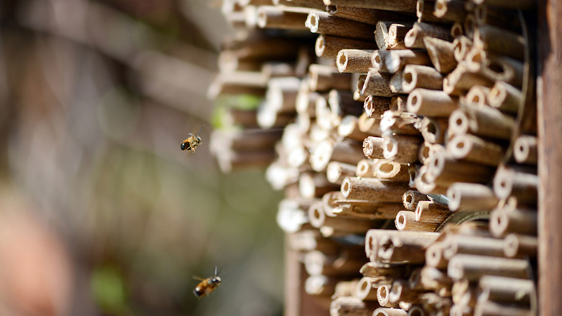 Les abeilles seraient les gentilles et les guêpes les méchantes ? Ceci n’est pas toujours vrai ! Voici pourquoi