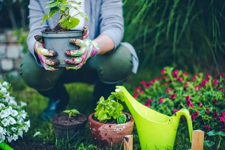 Pourquoi utiliser le talc sur les plantes ?