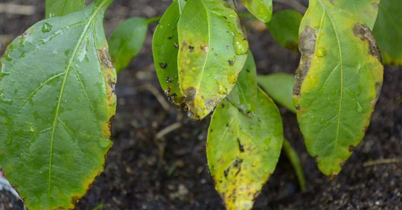 Qu’est-ce qui ne va pas chez mes plantes ? Guide de « lecture » des feuilles