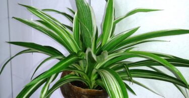 Ce qui se produit lorsque du chlorophytum pousse dans votre maison