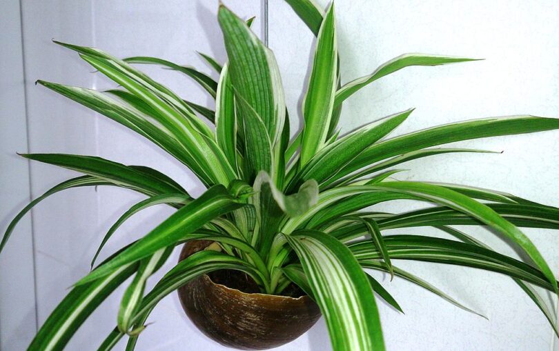 Ce qui se produit lorsque du chlorophytum pousse dans votre maison