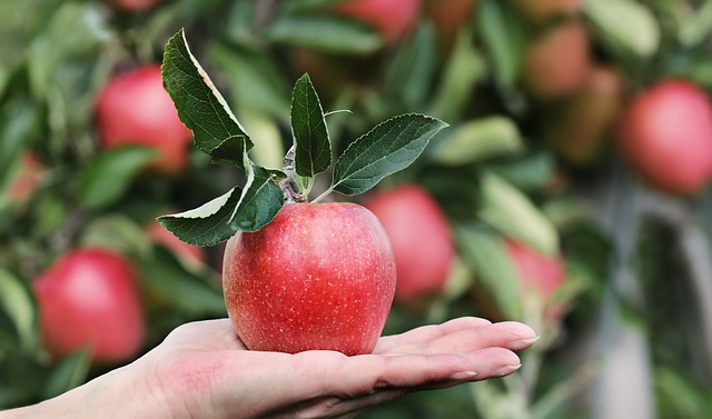 Les 8 choses que vous devriez faire à vous arbres fruitiers avant l’hiver