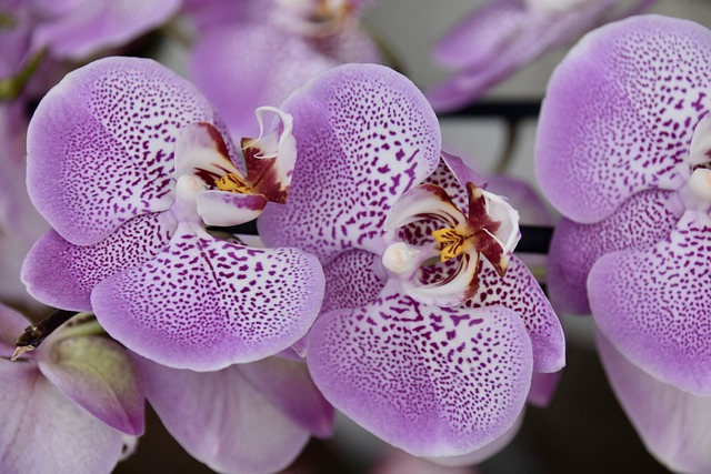 Où faut-il placer l’orchidée pour qu’elle fleurisse ?