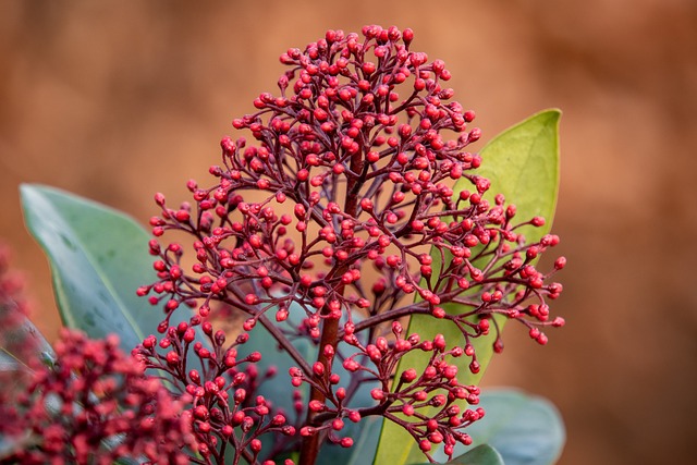 C'est le moment de faire connaissance avec le Skimmia japonais aux fleurs parfumées et aux belles baies rouges