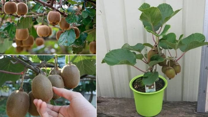 Comment faire pousser un jeune arbre de kiwi dans un pot