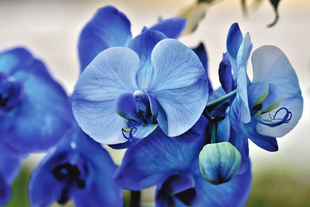 Où faut-il placer l’orchidée pour qu’elle fleurisse ?