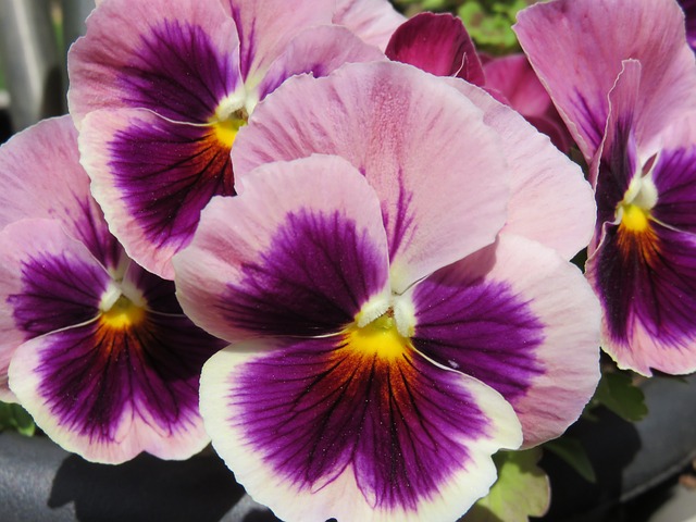 5 + 1 erreurs à éviter pour garder la Viola en fleurs tout l'automne 