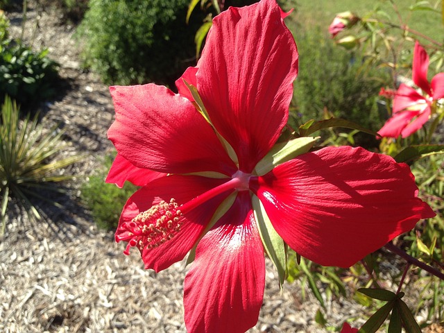 Hibiscus Texas Star