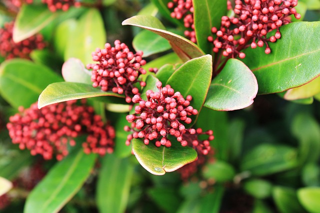 C'est le moment de faire connaissance avec le Skimmia japonais aux fleurs parfumées et aux belles baies rouges