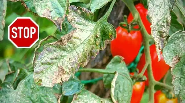 Mildiou des Tomates : Le Traitement Naturel Que Personne Ne Connaît.