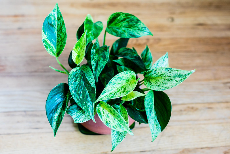 Bouture de pothos : comment obtenir facilement d'autres plantes libres à partir d'un brin