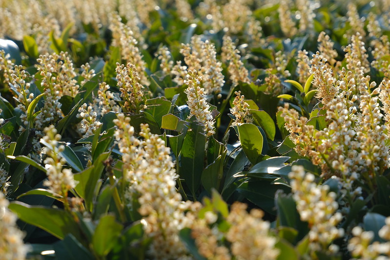 Ne plantez jamais cet arbre dans votre jardin : « le laurier-cerise est un crime contre la nature »