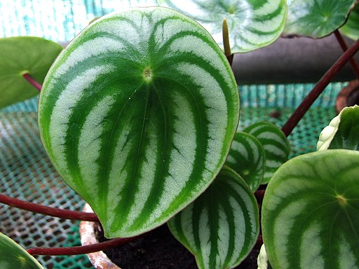 Comment faire pousser le Peperomia argyreia