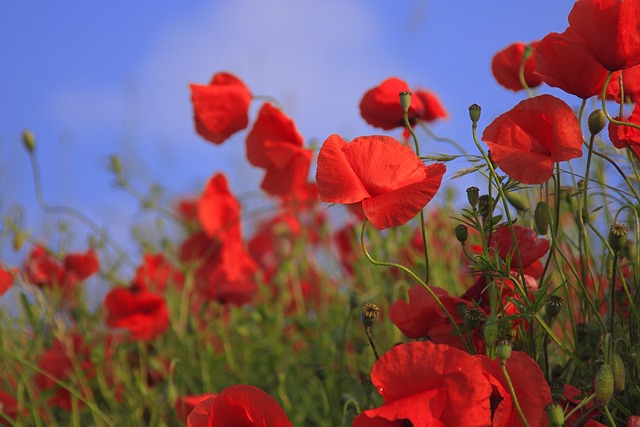 coquelicot