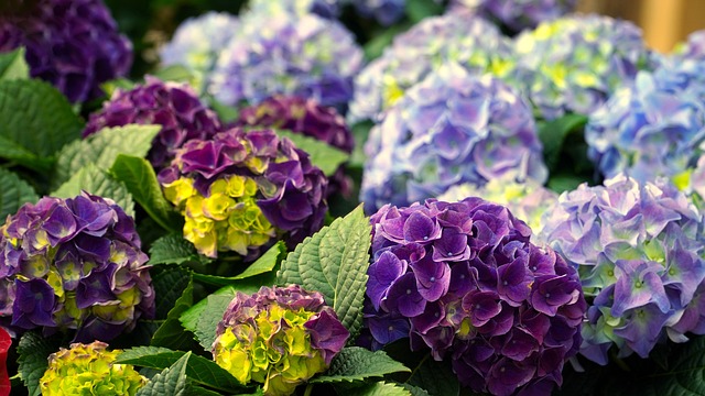 Hortensias : 6 choses à faire absolument pour en prendre soin en hiver