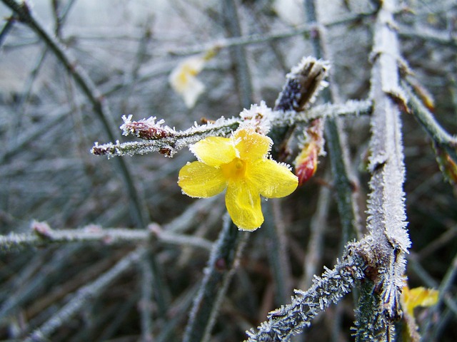 10 plantes d'hiver qui fleurissent même dans le froid