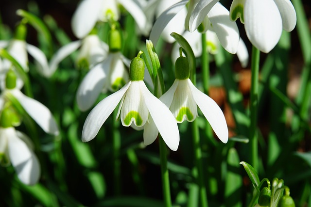 10 plantes d'hiver qui fleurissent même dans le froid