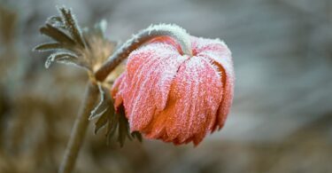 Les erreurs courantes à éviter en jardinant pendant l'hiver