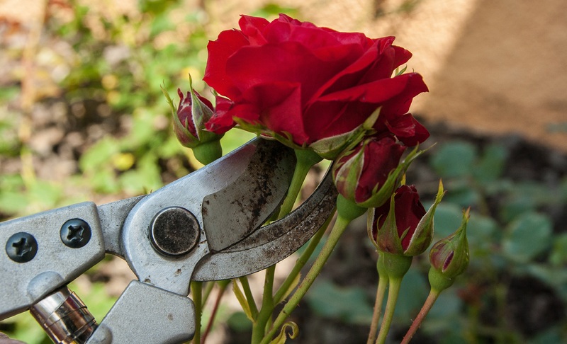 Taille des rosiers