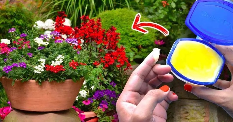 10 utilisations ingénieuses de la vaseline dans le jardin