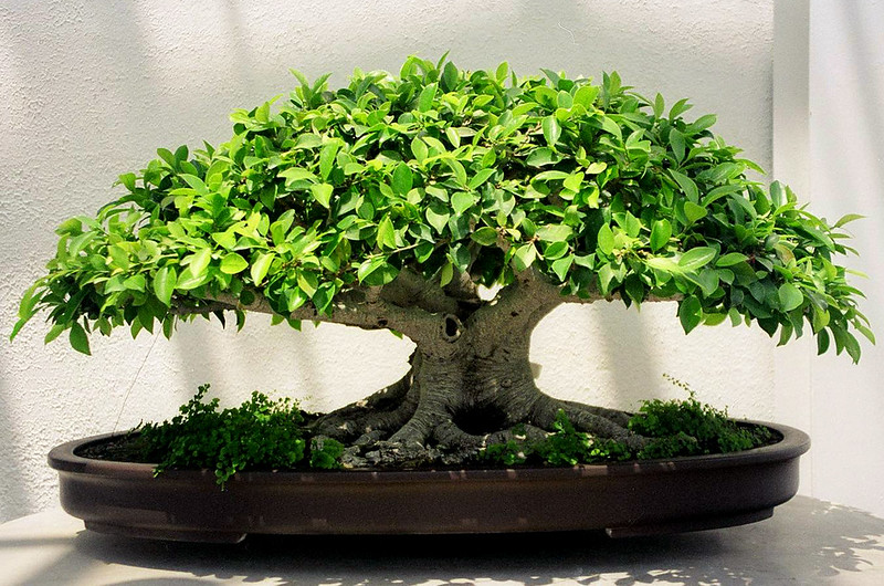 Savez-vous quel est le sol parfait pour Ficus bonsaï ?