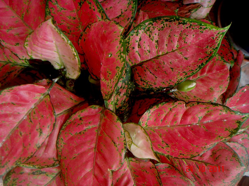 aglaonema