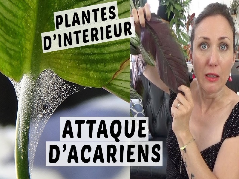 Acariens des Plantes : 7 Astuces Pour S’en Débarrasser Au Naturel