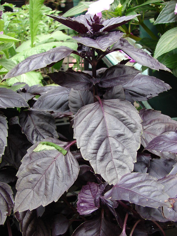 Cette variété de basilic a des feuilles noires et est super parfumée et facile à cultiver