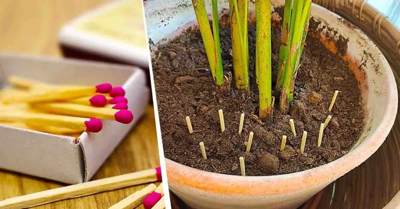 Pourquoi est-il astucieux de planter des allumettes dans les pots ?