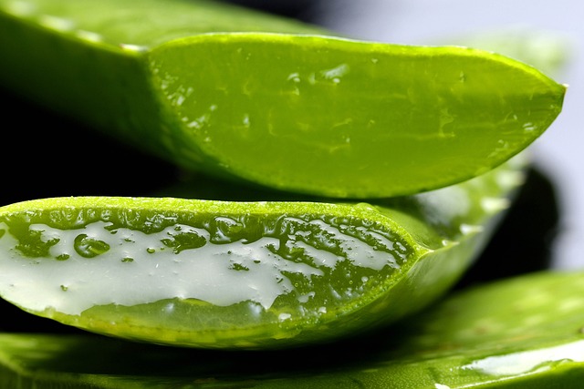 Voici Comment Couper Et Utiliser Le Gel D’une Feuille d’Aloe Vera