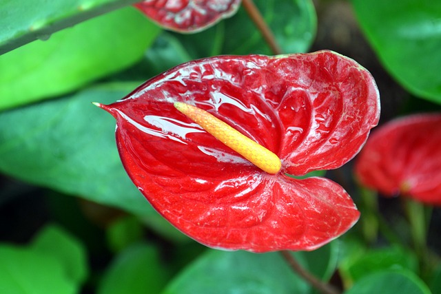 anthurium 