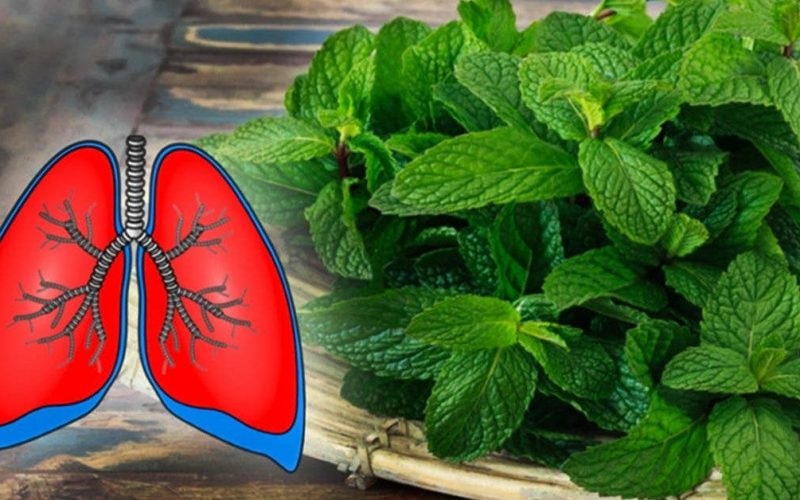 10 plantes nettoient vos poumons et préviennent la bronchite, l’asthme et le rhume