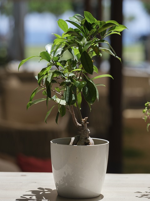 Stimulez les nouvelles feuilles du Ficus Bonsai