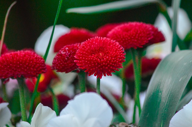 Comment faire pousser la plante Pratolina ou marguerite anglaise ?