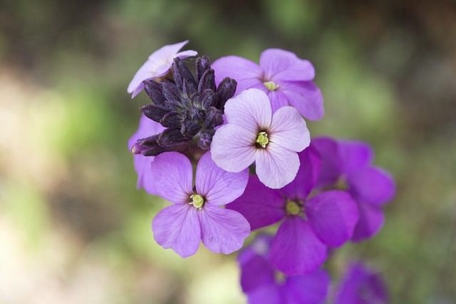 Giroflée : La plante aux fleurs au parfum doux et épicé