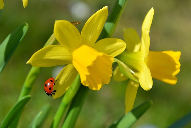 5 raisons pour lesquelles les jonquilles ne fleurissent pas