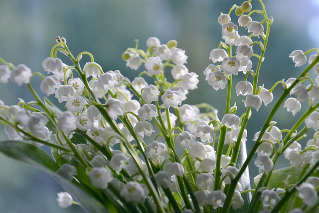 4 astuces pour cultiver du muguet parfumé en pot